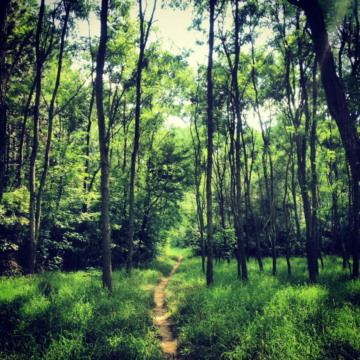 A lush, green forest scene with tall trees lining a narrow dirt path. The sunlight filters through the leaves, illuminating the vibrant greenery and creating dappled shadows on the ground. The path winds through lush grass, inviting exploration of the natural surroundings. Potawatomi trail mountain bike trail.