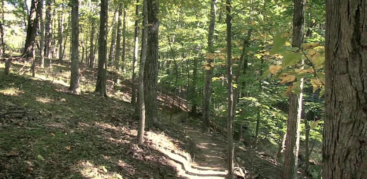 A tranquil forest path winding through tall trees, with sunlight filtering through the leaves, creating a serene and inviting atmosphere. The ground is covered with fallen leaves and the trail is visible, leading deeper into the lush greenery of the woods. Nassau Trails mountain bike trail.