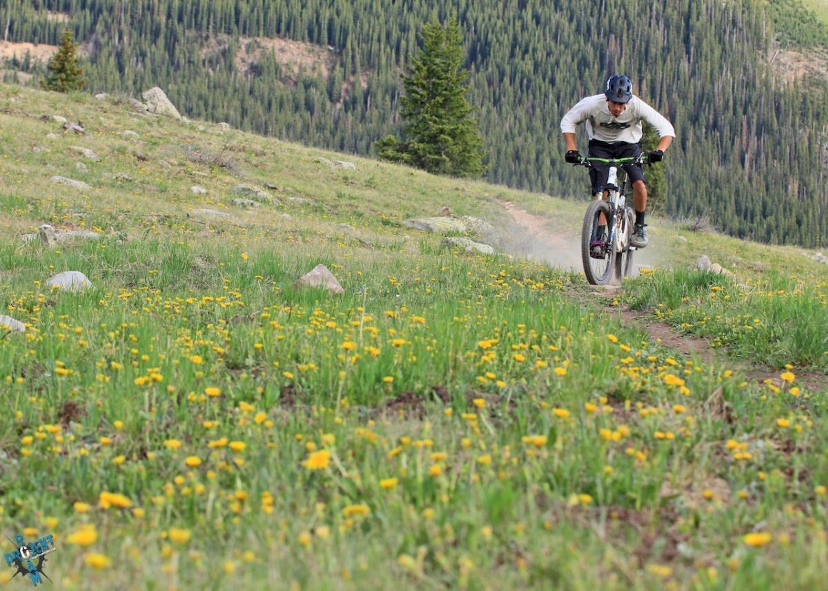 A mountain biker riding a trail through a grassy field filled with yellow wildflowers, with a backdrop of green trees and mountains. Dust is being kicked up from the bike's tires as the rider leans forward for speed. Engineer / Cascade Creek mountain bike trail.