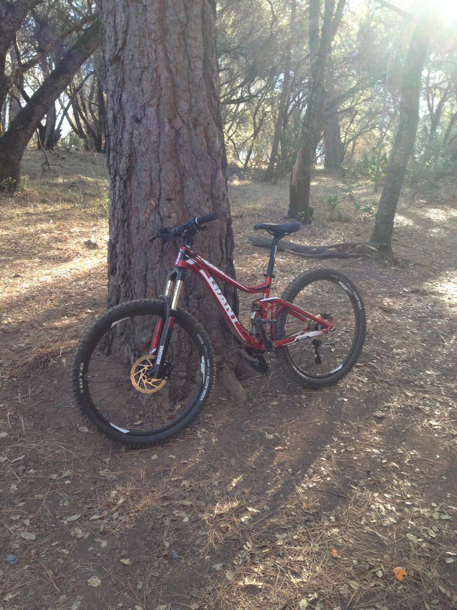 Giant Trance 27.5 3: A red mountain bike leaning against a tree in a wooded area with scattered leaves on the ground and sunlight filtering through the trees.
