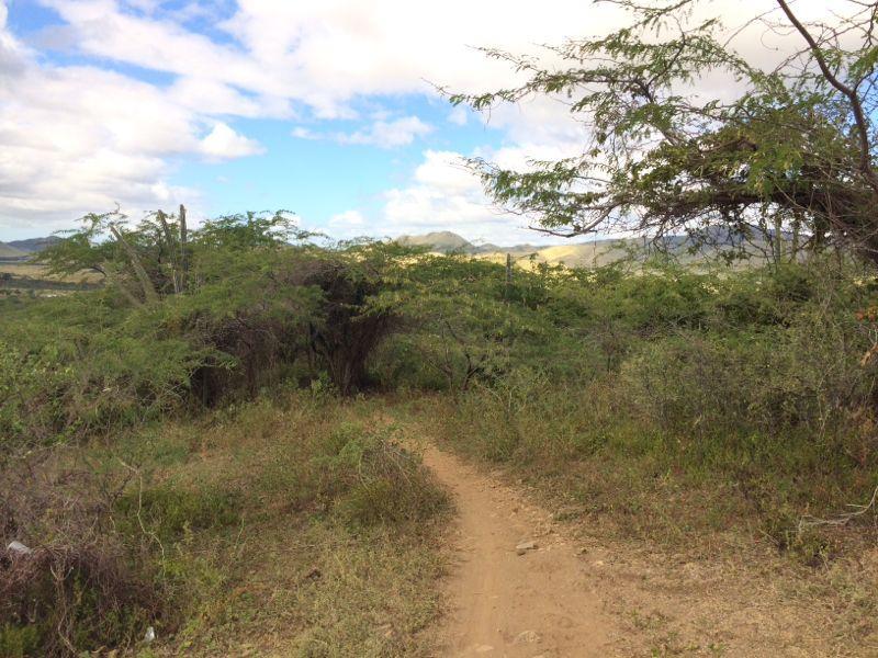 A dirt path winding through lush green foliage and trees, leading into a hilly landscape under a cloudy blue sky. Los Pinchos mountain bike trail.