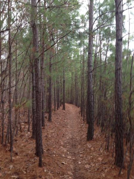 A narrow dirt path winding through a dense forest of tall pine trees, surrounded by a carpet of dry pine needles, under a somewhat cloudy sky. Big Creek mountain bike trail.