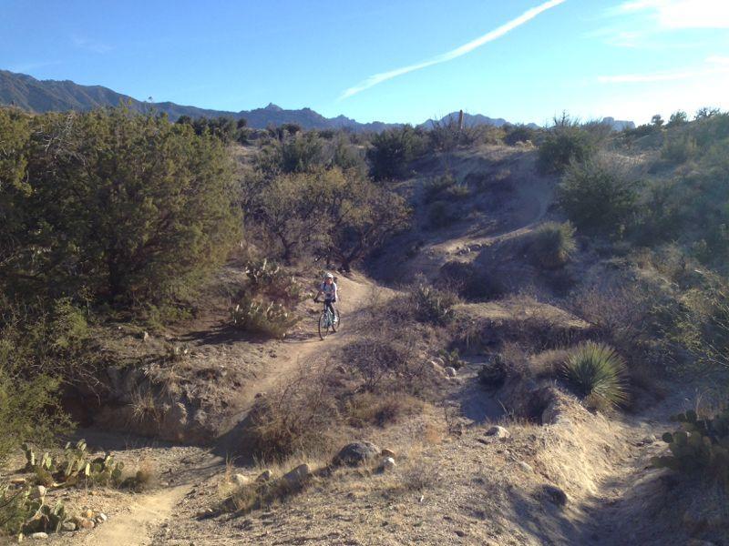 A person riding a bicycle along a winding dirt trail surrounded by desert vegetation, with mountains in the background and a clear blue sky. 50-year Trail / Golder Ranch mountain bike trail.