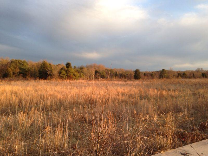 A scenic view of an open field with tall grass, illuminated by soft sunlight during the late afternoon. The background features a line of trees against a partly cloudy sky, creating a peaceful natural landscape. Denver Xc Trail mountain bike trail.