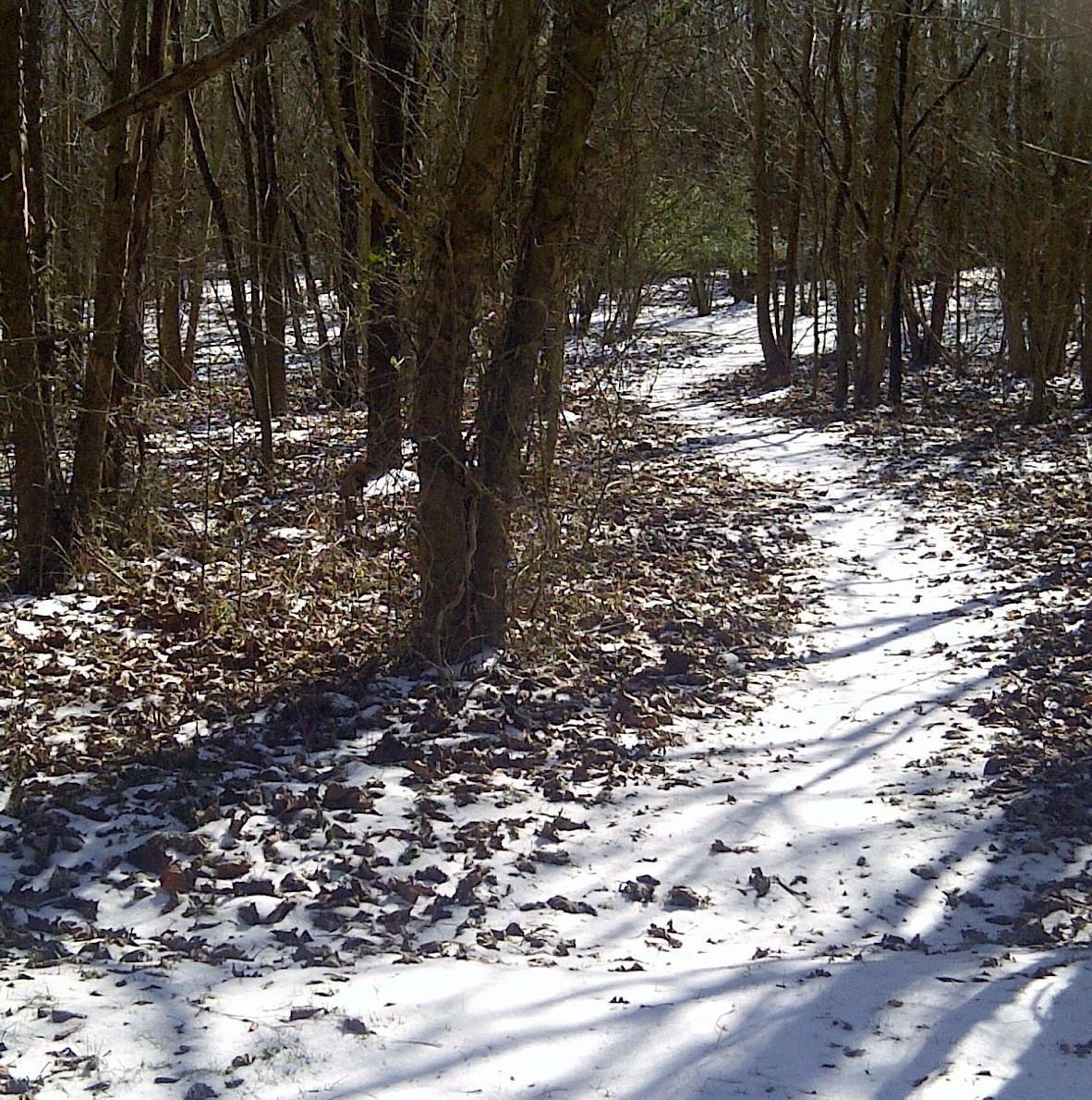 Fuji Nevada 4.0: A snow-covered path winding through a forest, surrounded by bare trees and fallen leaves, with sunlight casting shadows on the ground.