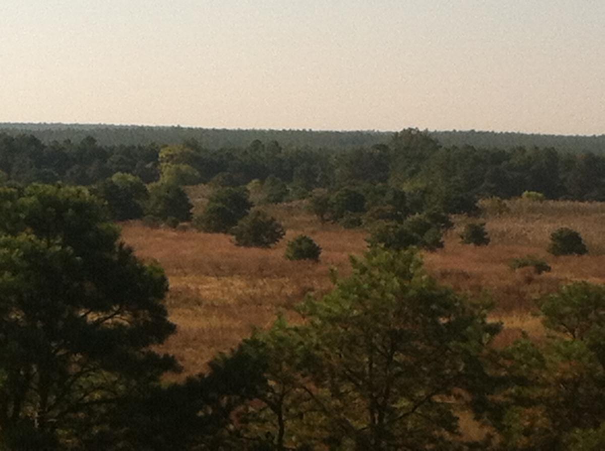 A scenic view of a grassy landscape with scattered trees, featuring a mix of green foliage and golden grasses under a clear sky. The background showcases a dense line of trees on the horizon. Forked River Mountain mountain bike trail.