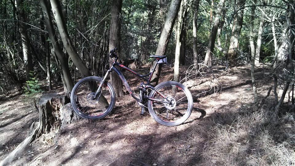 Trek Fuel EX 8: A mountain bike leaning against a tree stump in a wooded area, surrounded by tall trees and scattered branches on the forest floor. The sunlight filters through the foliage, creating a serene outdoor atmosphere.