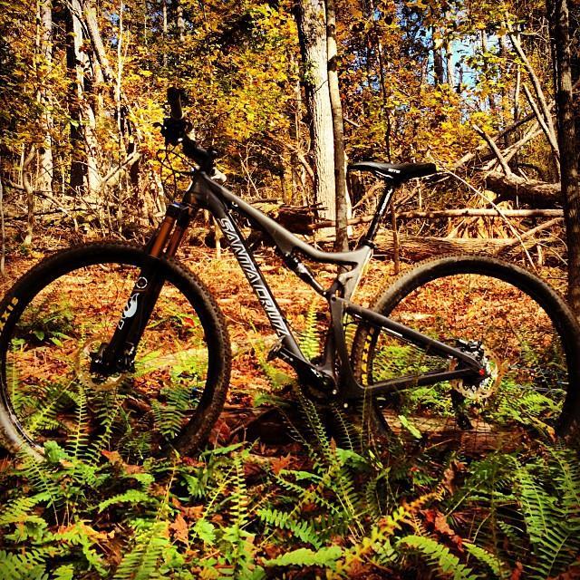 Santa Cruz Tallboy Carbon: A mountain bike resting on ferns and fallen leaves in a wooded area during autumn, with trees displaying yellow and orange foliage in the background.