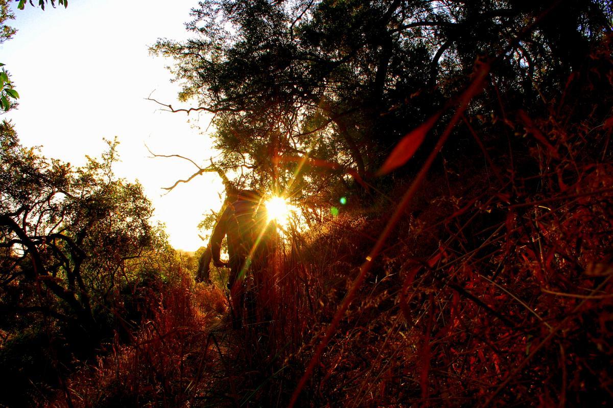 A silhouette of a person walking along a narrow trail surrounded by tall grass and trees, with the sun setting in the background, casting warm, golden light through the foliage. Yarra Trails mountain bike trail.