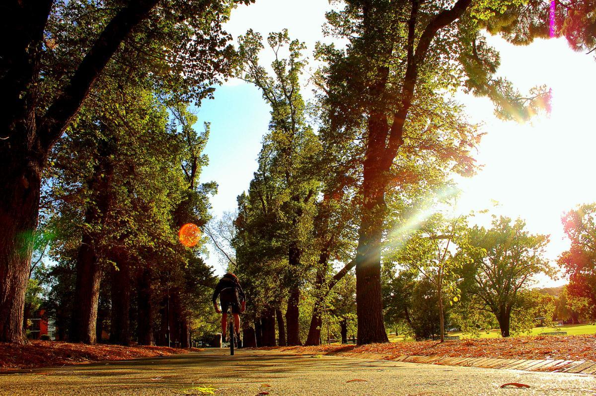 A cyclist riding along a tree-lined path, bathed in golden sunlight. The scene captures a peaceful outdoor landscape with tall trees on either side, casting dappled shadows on the ground. The winding path is covered in leaves, creating a serene atmosphere perfect for biking or walking. Yarra Trails mountain bike trail.