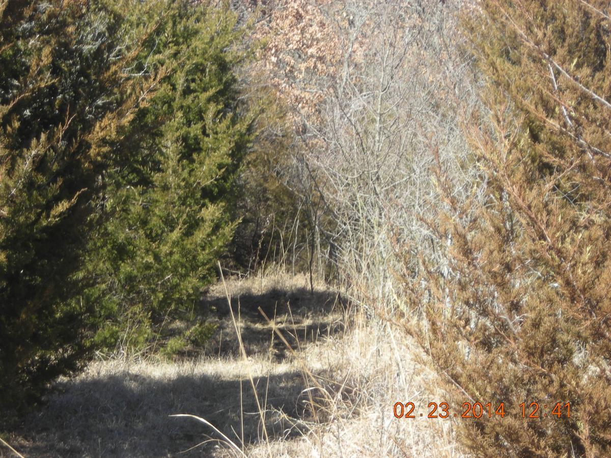 A narrow pathway lined with evergreen and deciduous trees, surrounded by sparse grass, showing a natural setting in a woodland area. The image is taken in daylight, highlighting the varying shades of green and brown foliage. Fall River State Park mountain bike trail.