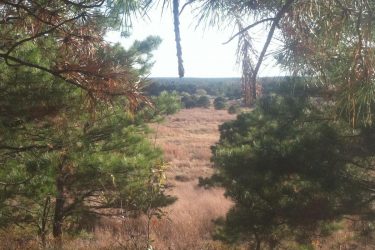 A scenic view through trees, showcasing a grassy open field extending into the distance, with a horizon lined by low shrubs or trees under a clear sky. Forked River Mountain mountain bike trail.
