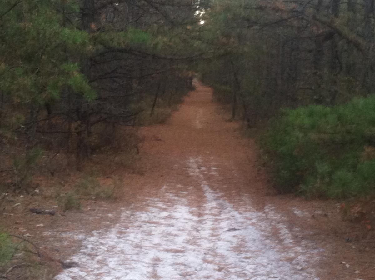 A forest trail surrounded by trees, covered with a layer of pine needles and dirt, leading into the distance. Light filtering through the tree canopy above creates a serene atmosphere. Forked River Mountain mountain bike trail.