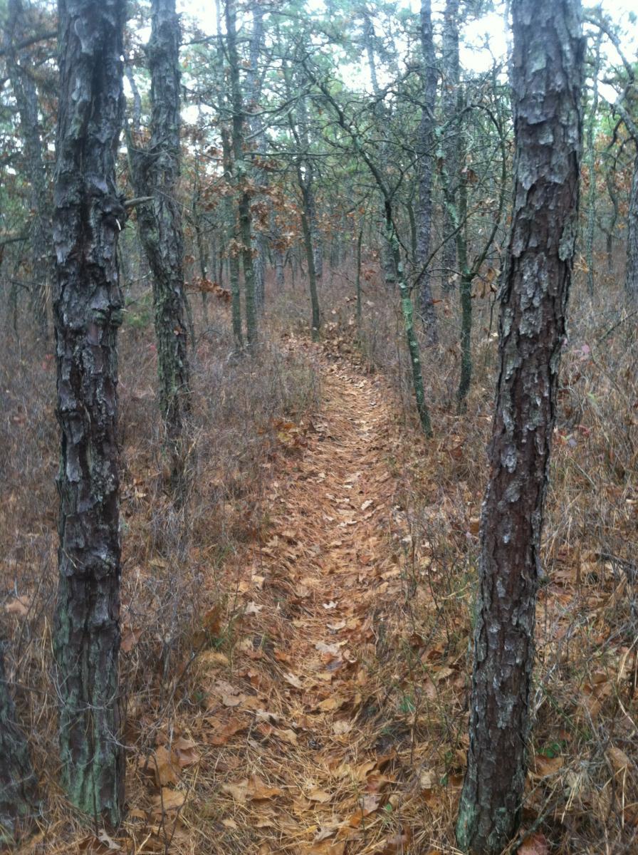 A narrow dirt trail winding through a wooded area, surrounded by tall pine trees and scattered dried leaves on the ground. The scene is serene and natural, with a muted color palette typical of an overcast day. Forked River Mountain mountain bike trail.