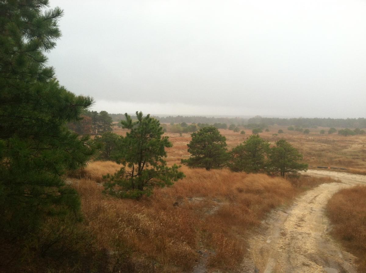 A misty landscape featuring a grassy field with scattered trees under overcast skies. The scene is damp, suggesting recent rain, with a dirt path winding through the foreground. Forked River Mountain mountain bike trail.