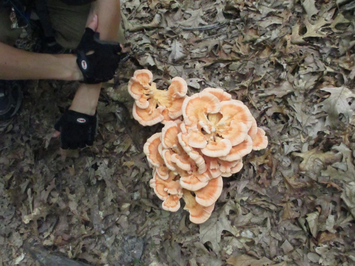 A cluster of orange mushrooms grows on the forest floor, surrounded by fallen leaves. A person wearing black gloves is positioned nearby, seemingly observing or handling the mushrooms. Berryman mountain bike trail.