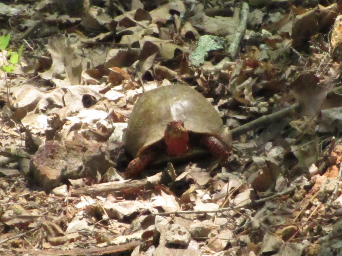 A turtle resting on a bed of dried leaves and twigs in a natural environment. The turtle has a brown shell and a reddish underside, and it is partially obscured by foliage and debris. Berryman mountain bike trail.