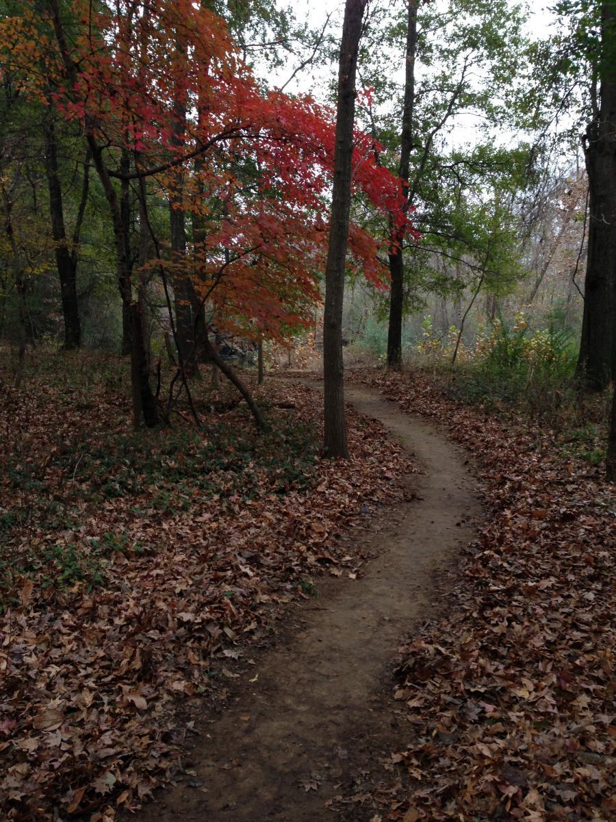 A winding dirt path through a wooded area, surrounded by trees with vibrant red and green foliage. The ground is covered with fallen brown leaves, indicating the autumn season. The atmosphere is tranquil and natural, with dense greenery in the background. Spadra Creek Nature Trail mountain bike trail.