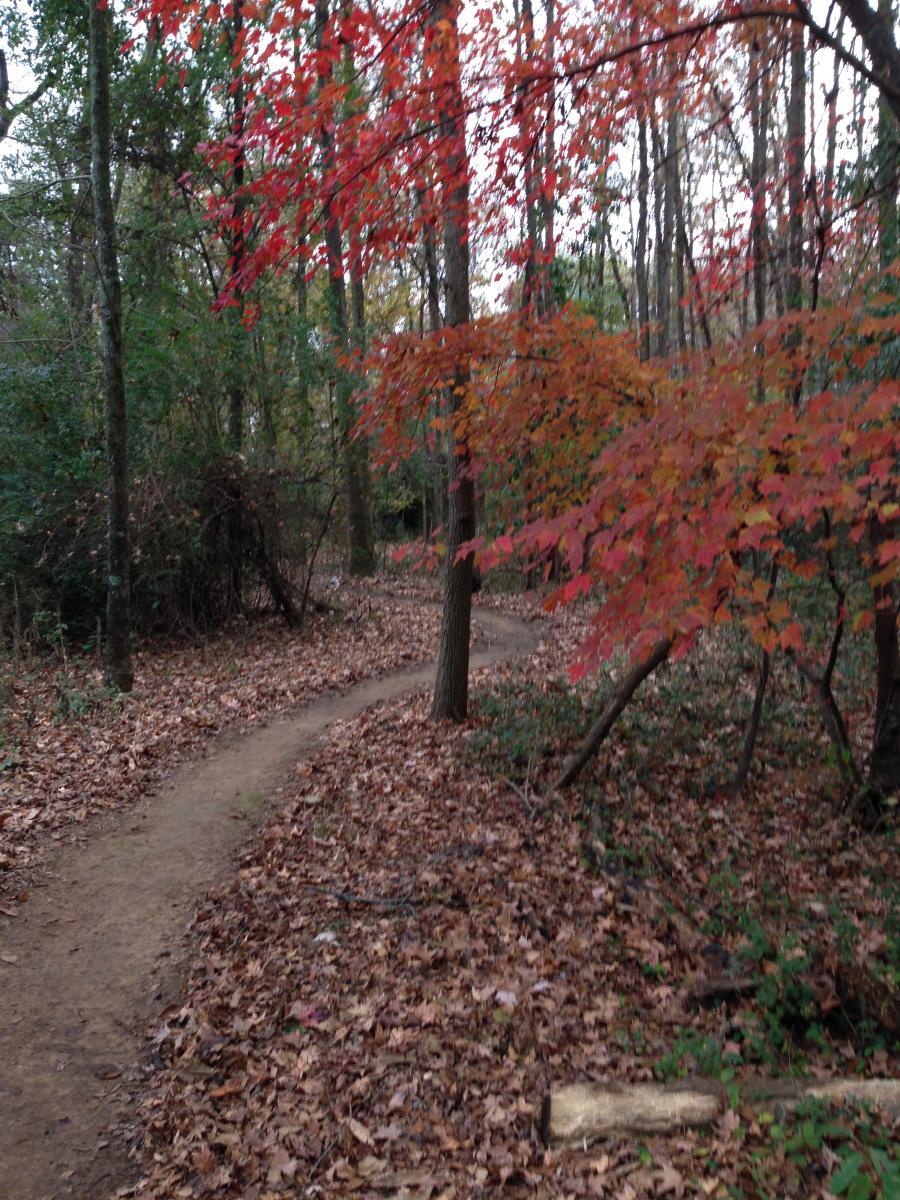 A winding dirt path through a wooded area, surrounded by trees displaying vibrant autumn leaves in shades of red and orange. The ground is covered with fallen leaves, and the atmosphere is serene and quiet, typical of a tranquil fall day in nature. Spadra Creek Nature Trail mountain bike trail.