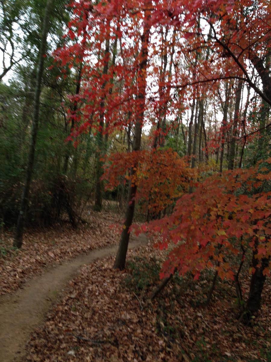 A winding dirt path through a forest, surrounded by trees displaying vibrant red and orange autumn leaves, with fallen leaves covering the ground. The scene captures the essence of fall in a natural setting. Spadra Creek Nature Trail mountain bike trail.