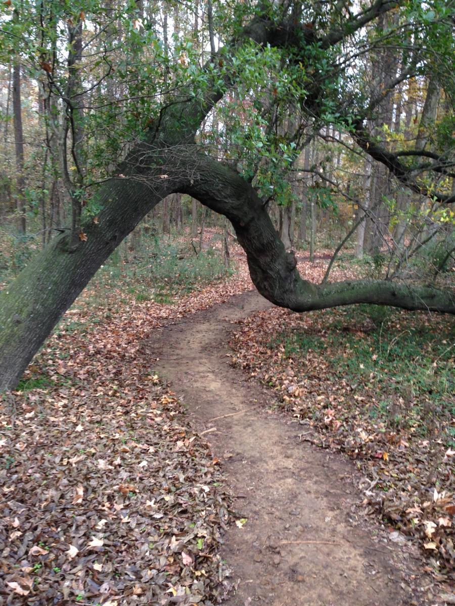 A winding dirt path through a forest, bordered by fallen leaves. A large tree with a curved trunk extends over the path, creating a natural archway. The background features more trees and foliage, indicative of a tranquil autumn setting. Spadra Creek Nature Trail mountain bike trail.