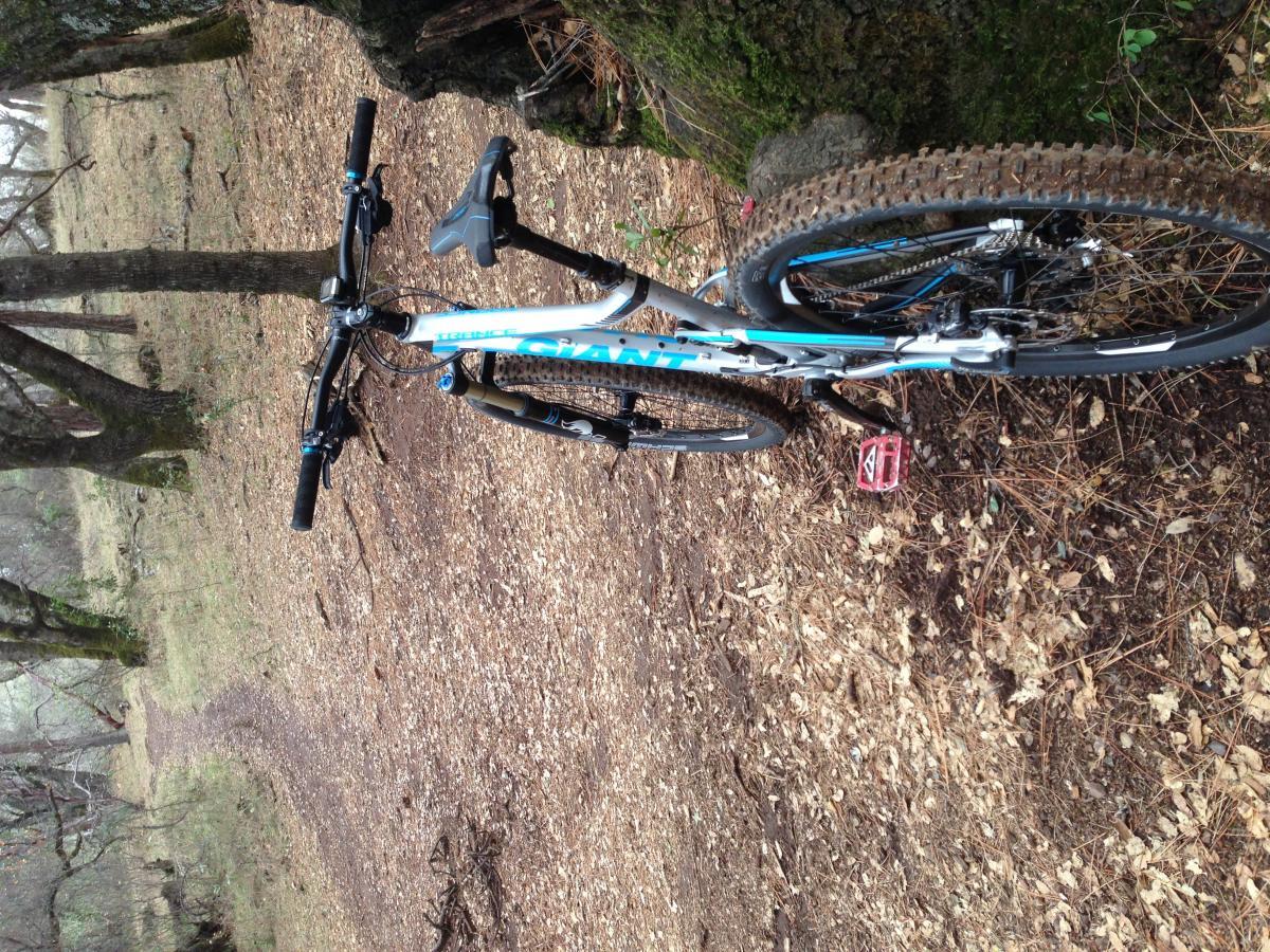 Giant Trance 27.5 1: A mountain bike leaning against a tree on a dirt trail surrounded by a forest. The scene includes fallen leaves and tree branches, creating a natural outdoor setting.