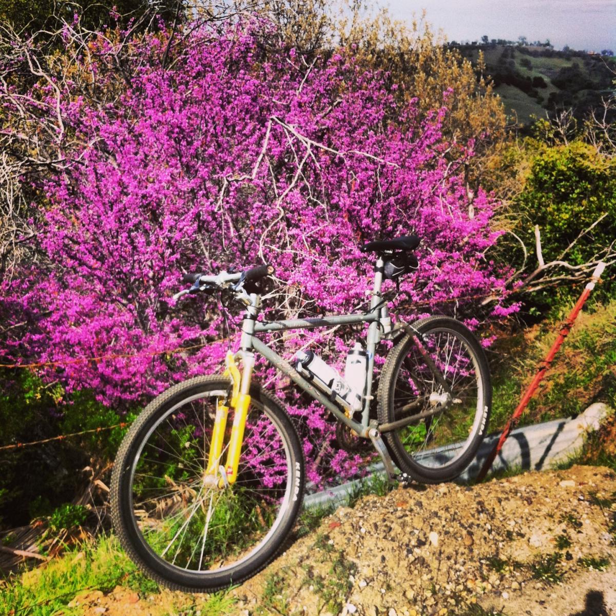 Specialized Stumpjumper: A mountain bike rests on a dirt trail with vibrant purple flowers blooming in the background. The scene is set in a natural landscape with green foliage and rolling hills in the distance.