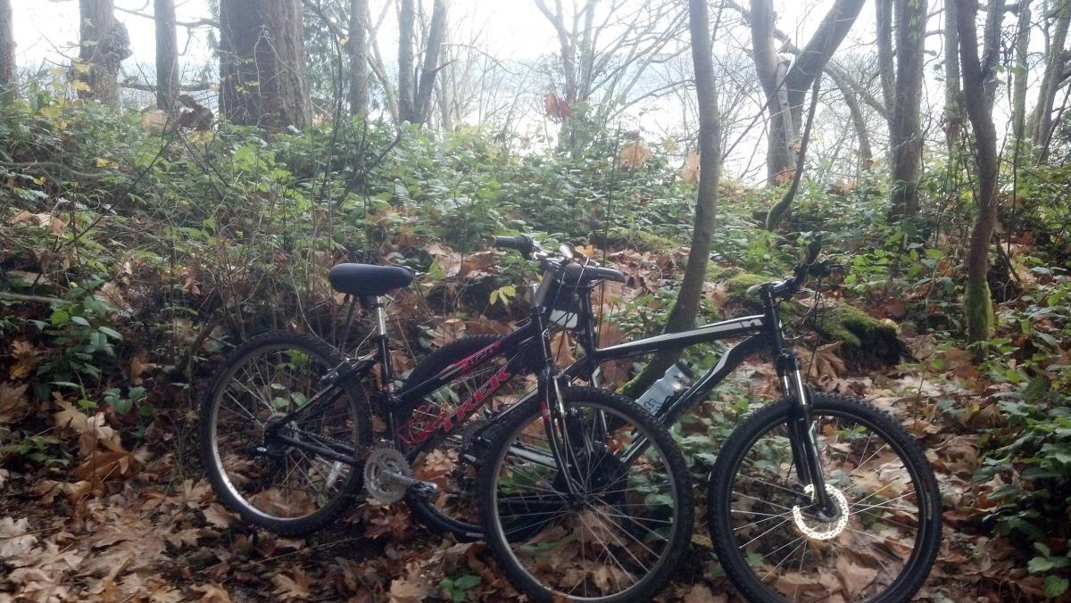 Specialized Hardrock Disc: Two mountain bikes are leaning against a tree in a wooded area, surrounded by green foliage and fallen leaves. The scene is tranquil, with hints of a misty background visible through the trees.