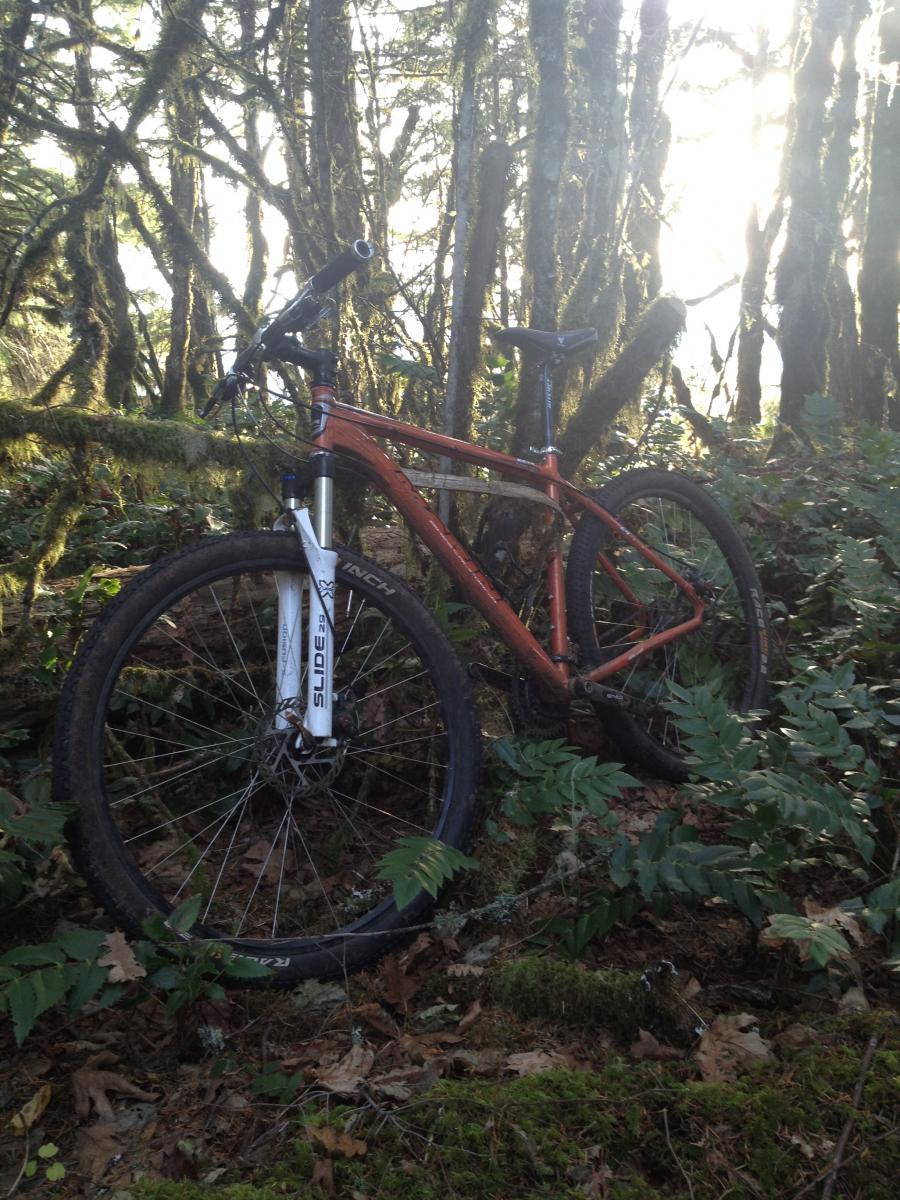 Marin Alpine Trail 29er: A mountain bike resting against trees in a dense forest, surrounded by green foliage and sunlight filtering through the branches.