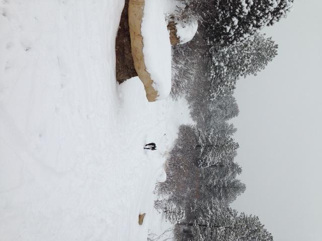 A snowy landscape featuring a path leading through a winter scene, with trees covered in snow. In the foreground, a large stone formation is partially visible, while a figure is seen walking in the distance along the snowy path. The sky is overcast, contributing to the wintry atmosphere. Ute Valley Park mountain bike trail.