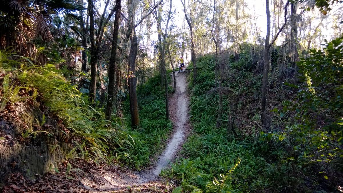 A dirt path winding through a forested area with tall trees and lush green ferns on either side. In the distance, a person on a bike can be seen riding down a hill. Sunlight filters through the tree canopy, illuminating the scene.