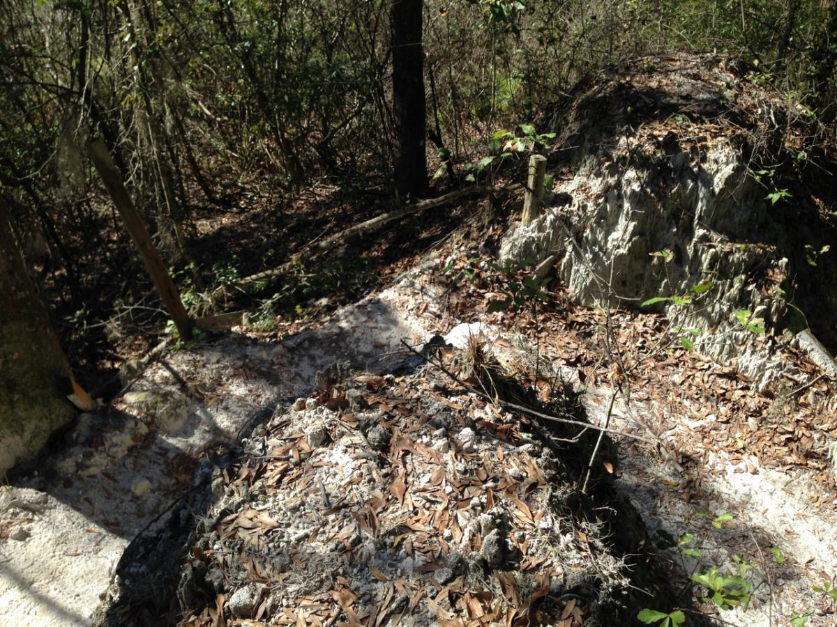 A sunlit forest scene featuring uneven ground covered with light-colored rocks and fallen leaves. Dense greenery and trees surround the area, creating a natural and serene setting. Balm Boyette Scrub Preserve mountain bike trail.