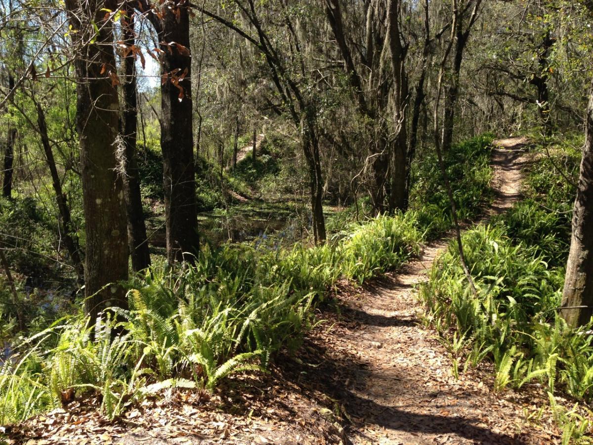 A serene forest path winding through lush green foliage, flanked by tall trees and ferns. The trail leads towards a small waterway, creating a peaceful, natural setting. Sunlight filters through the branches, illuminating the earthy tones of the dirt path. Balm Boyette Scrub Preserve mountain bike trail.