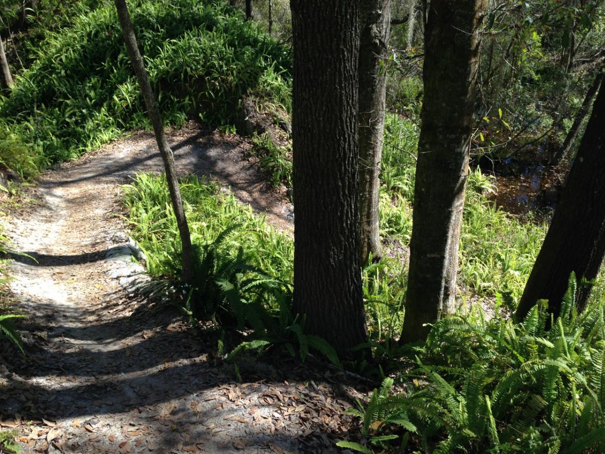 A winding dirt path surrounded by lush greenery and ferns, leading through a wooded area with tall trees. Sunlight filters through the leaves, creating dappled shadows on the ground. In the background, a glimpse of a dark, reflective body of water can be seen. Balm Boyette Scrub Preserve mountain bike trail.