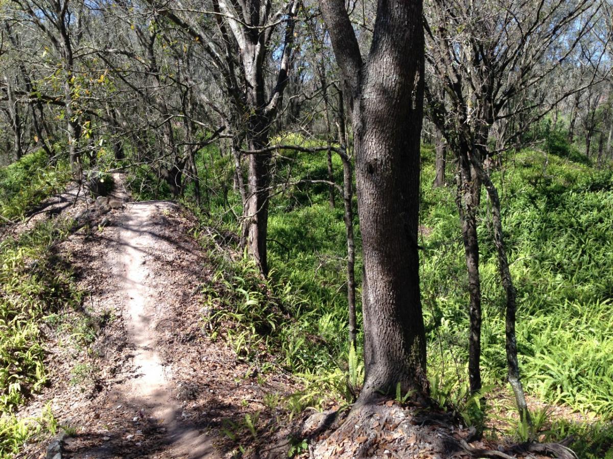 A sunny forest scene featuring a dirt path winding through a landscape of trees and lush green ferns. The ground is covered with a layer of fallen leaves, and the trees are mostly bare, indicating late winter or early spring. Sunlight filters through the branches, creating a peaceful and inviting atmosphere. Balm Boyette Scrub Preserve mountain bike trail.