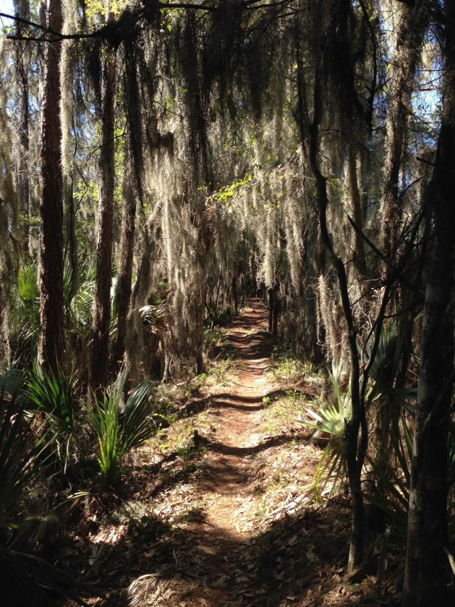 A narrow dirt path winding through a dense forest, lined with tall trees draped in Spanish moss. Sunlight filters through the leaves, casting dappled shadows on the ground. Lush green underbrush and palm-like plants are visible along the trail. The scene evokes a sense of tranquility and exploration. Balm Boyette Scrub Preserve mountain bike trail.