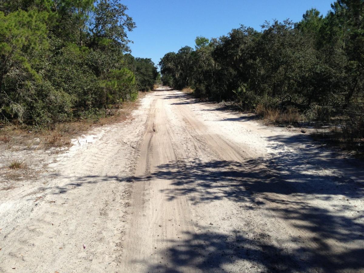 A sandy dirt road bordered by dense greenery, with tall trees and shrubs on either side. The pathway is well-worn, showing tracks from vehicles, and stretches through a sunny, open area under a clear blue sky. Balm Boyette Scrub Preserve mountain bike trail.