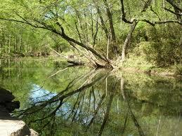 A serene river scene surrounded by lush green trees, with a prominent tree leaning over the water, reflecting beautifully on the calm surface. Spadra Creek Nature Trail mountain bike trail.