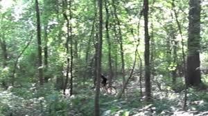 A cyclist riding a bike through a lush green forest with tall trees and sunlight filtering through the leaves. Spadra Creek Nature Trail mountain bike trail.