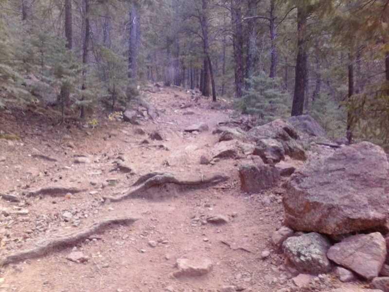 A narrow, dirt hiking trail winding through a dense forest of tall trees, featuring rocky terrain and scattered boulders. Palmer Trail / Section 16 mountain bike trail.