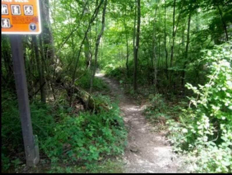 A narrow dirt path winding through a dense, green forest, with trees and shrubs lining both sides. An informational sign is visible at the entrance of the trail, providing details about the area. The scene is bright and inviting, reflecting a tranquil natural setting. Allamuchy State Park-North mountain bike trail.