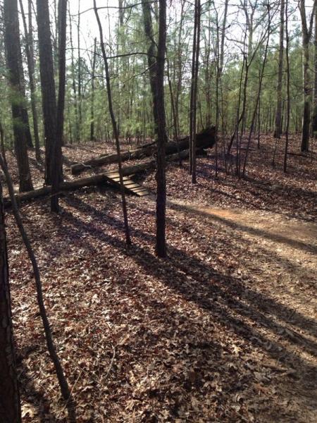A serene forest scene featuring a dirt path winding through tall trees. A fallen log crosses the path, surrounded by a carpet of brown leaves. Sunlight filters through the branches, casting shadows on the ground. Georgia International Horse Park mountain bike trail.