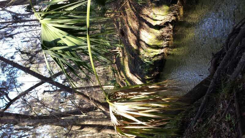 A tranquil scene depicting a narrow creek surrounded by lush greenery, including palm leaves. The sunlight filters through the trees, illuminating the water and the earthy bank of the creek. The setting conveys a serene and natural environment. Sweetwater Preserve mountain bike trail.