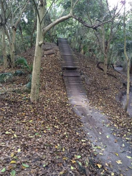 A wooden staircase leading up a hillside, surrounded by trees in a dense forest. The ground is covered with fallen leaves, creating a natural pathway alongside the slope. Markham Park mountain bike trail.