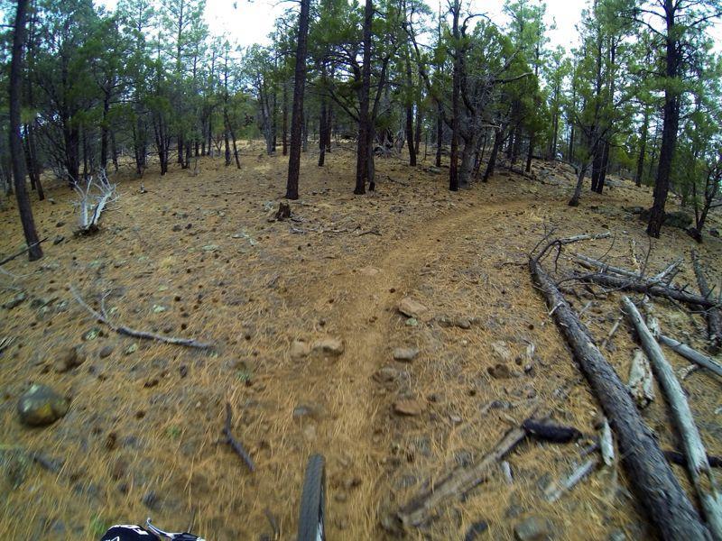 A narrow dirt mountain biking trail winding through a dense forest of pine trees, with sandy soil and scattered rocks and fallen branches along the path. The view is captured from the perspective of a cyclist, showing the trail ahead. Panorama Trail mountain bike trail.
