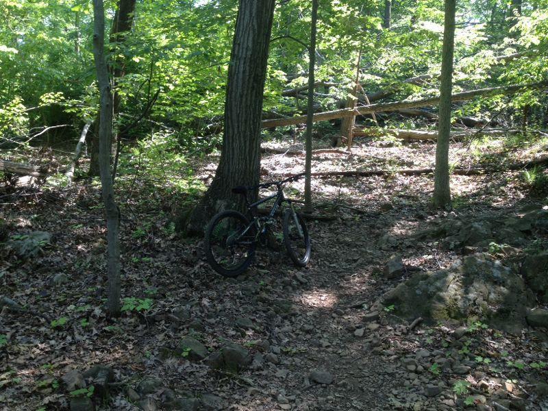 A mountain bike resting against a tree on a wooded trail, surrounded by green foliage and scattered rocks, with sunlight filtering through the leaves. Chimney Rock mountain bike trail.