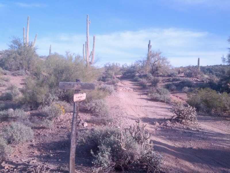 A dirt path leading through a desert landscape, with tall cactus plants and sparse vegetation on either side. A wooden signpost is visible in the foreground, indicating directions along the trail. The sky is clear, with a few wispy clouds. Hawes Loop mountain bike trail.
