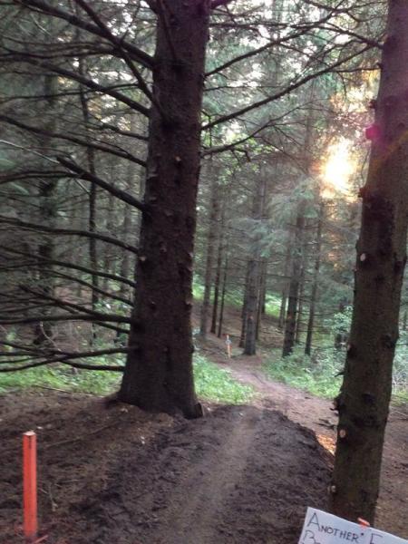 A forest scene featuring tall trees with thick trunks, dappled sunlight filtering through the branches, and a dirt path winding through the greenery. In the foreground, a signpost indicates a trail marker, while the background is filled with more trees and a sense of tranquility in the natural setting. The Pines mountain bike trail.