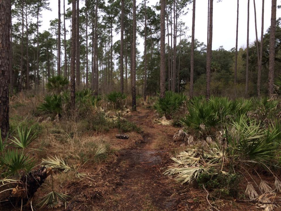 A narrow dirt path winding through a forest of tall pine trees, with underbrush featuring palm-like plants and fallen leaves scattered along the ground. The scene is tranquil, with a cloudy sky visible in the background, suggesting an overcast day. Nocatee mountain bike trail.