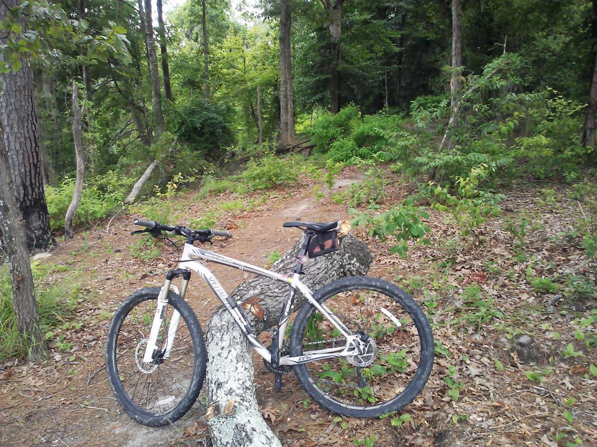 Specialized Rockhopper Comp 29: A mountain bike resting against a fallen log in a wooded area, surrounded by green foliage and trees. The ground is covered with leaves, and the scene suggests a peaceful, natural environment suitable for biking.